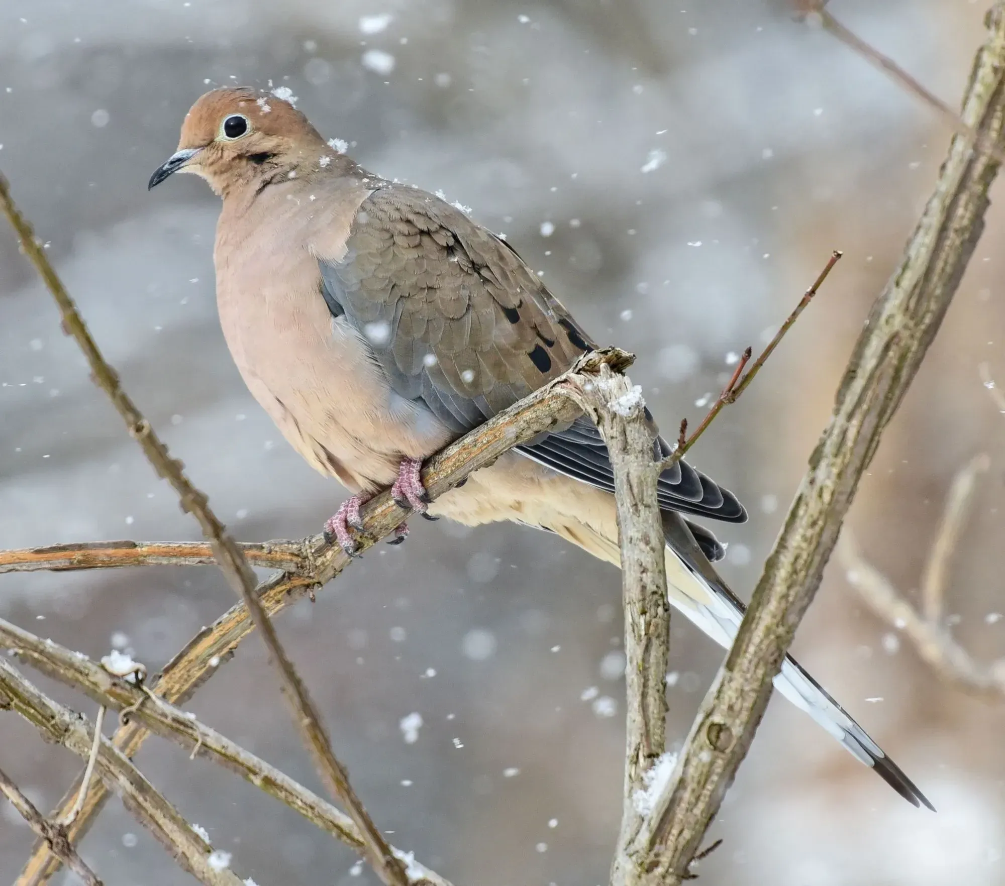 Both the colored and the spotted wood doves are known to have feathers that can be used to clean other feathers.