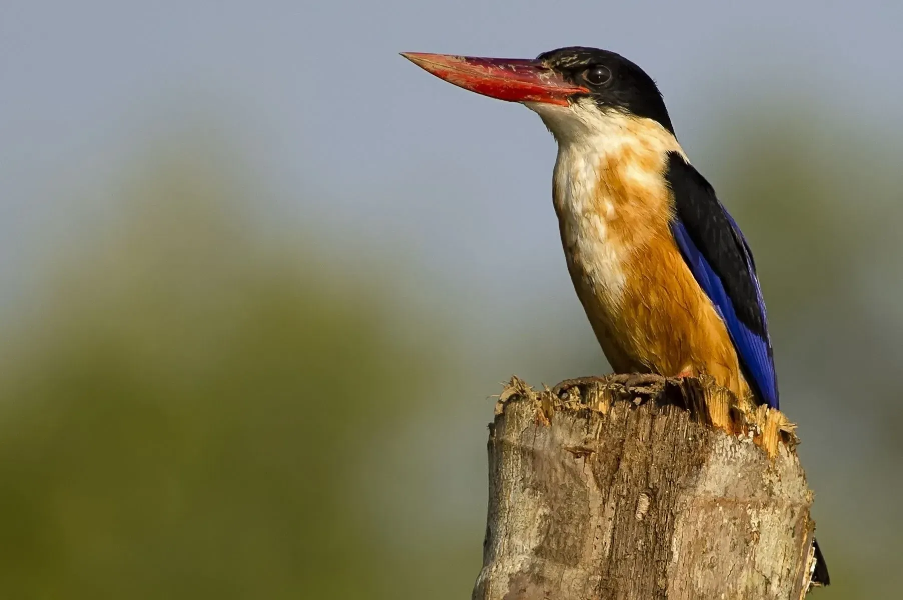 The black-capped kingfisher is predominantly found in Asia.