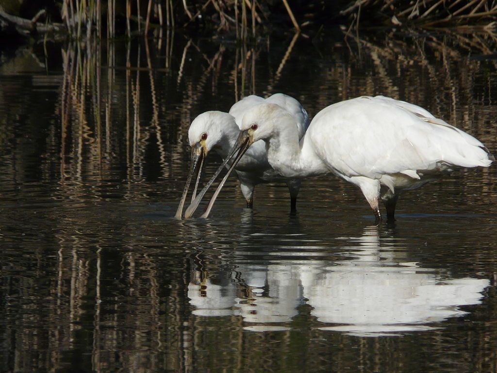 The breeding nest is made by Eurasian spoonbill adult males.