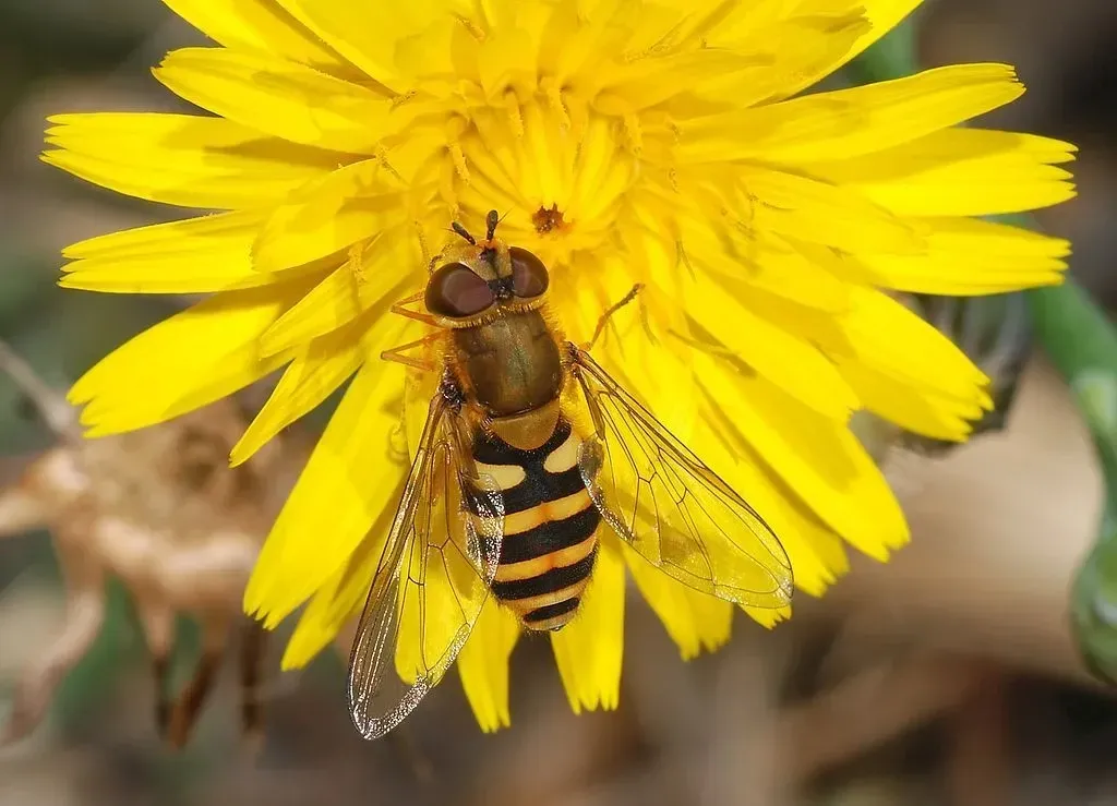 Hoverflies are small flies that feed on nectar and pollen