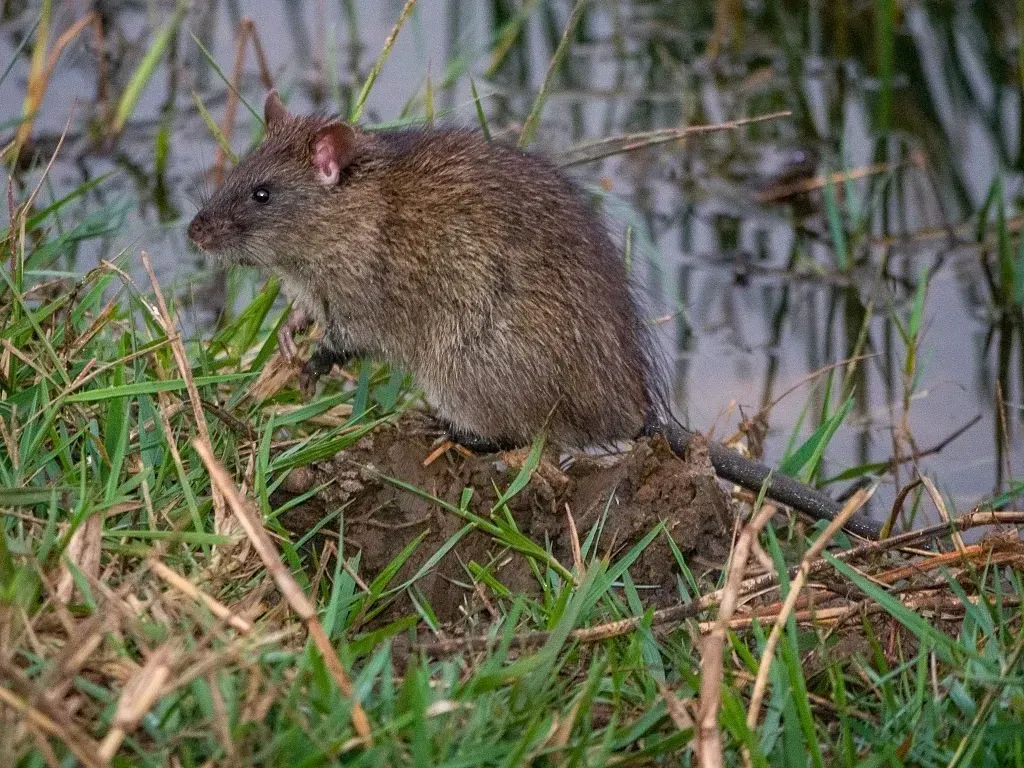 Short-tailed bandicoot rat facts are interesting.