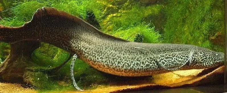 Quite smooth and deeply embedded scales cover the marbled lungfish.