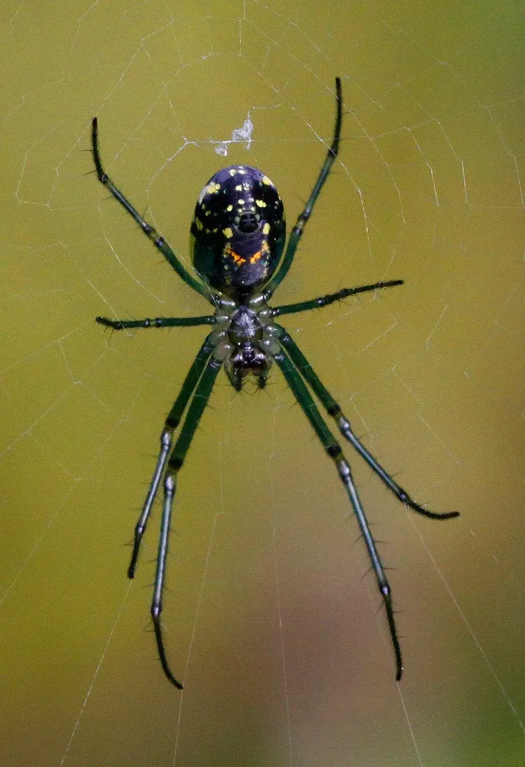 Venusta orchard orb-weaver facts about their horizontal webs are interesting.