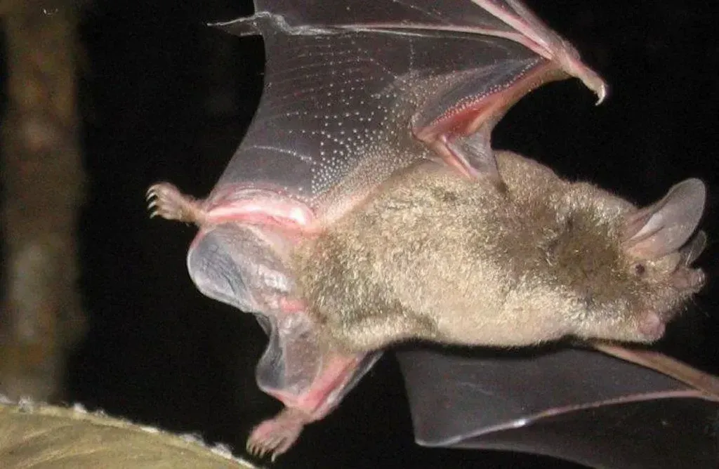 The New Zealand lesser short-tailed bat is quite small and furry in appearance and it is named after its rather short tail.