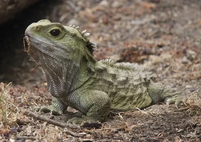 The Sphenodon tuatara is a species of tuatara that is endemic to the North Brothers Island of New Zealand. Its olive-green body is covered with yellow patches and spikes on the back.
