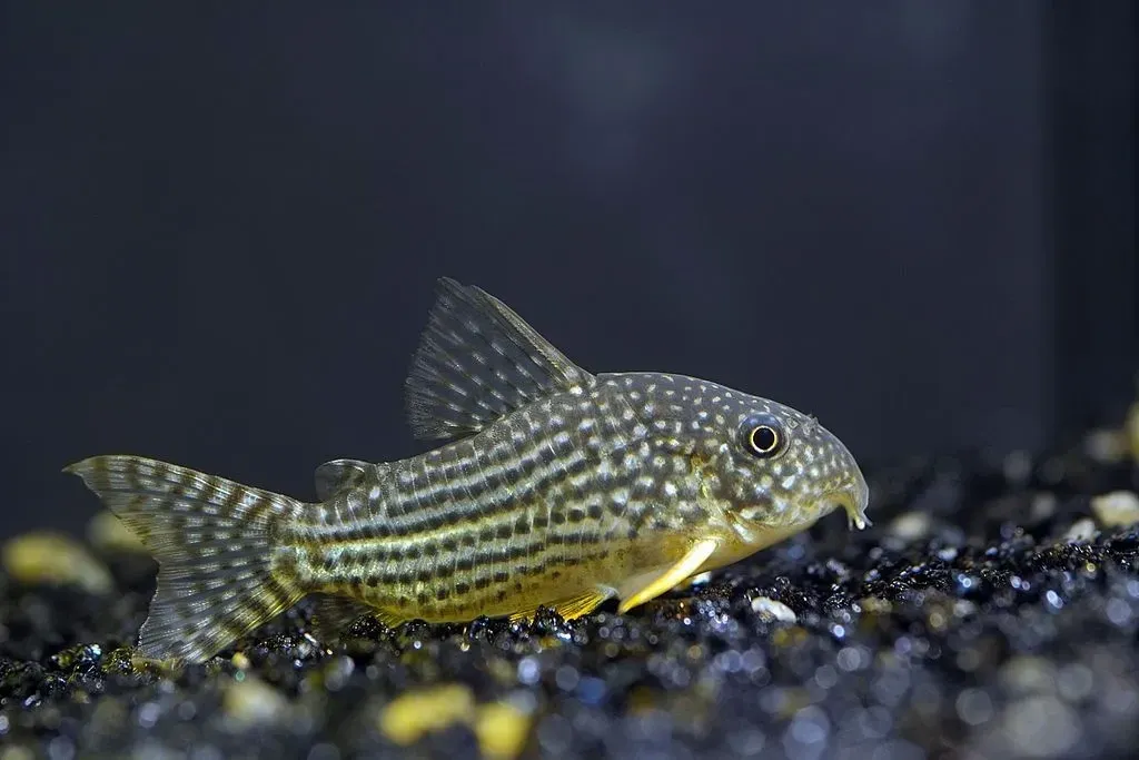 The Sterbai Cory is known for its dark body and white spots.