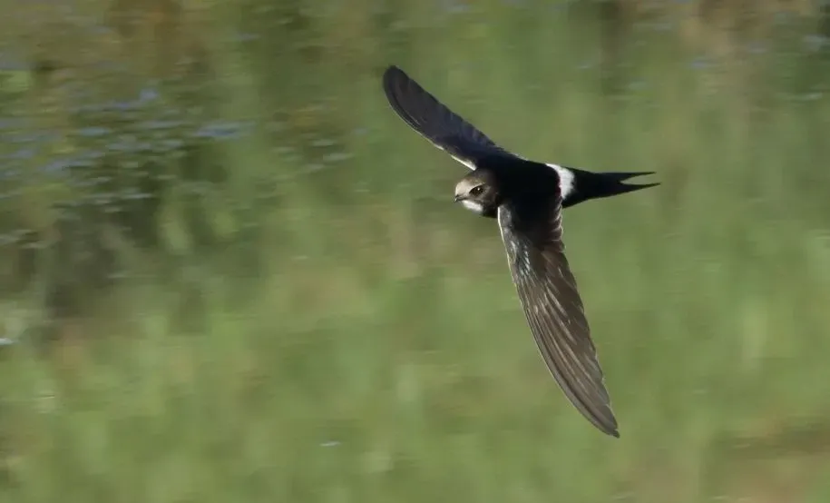 The white-rumped swift is a small bird.