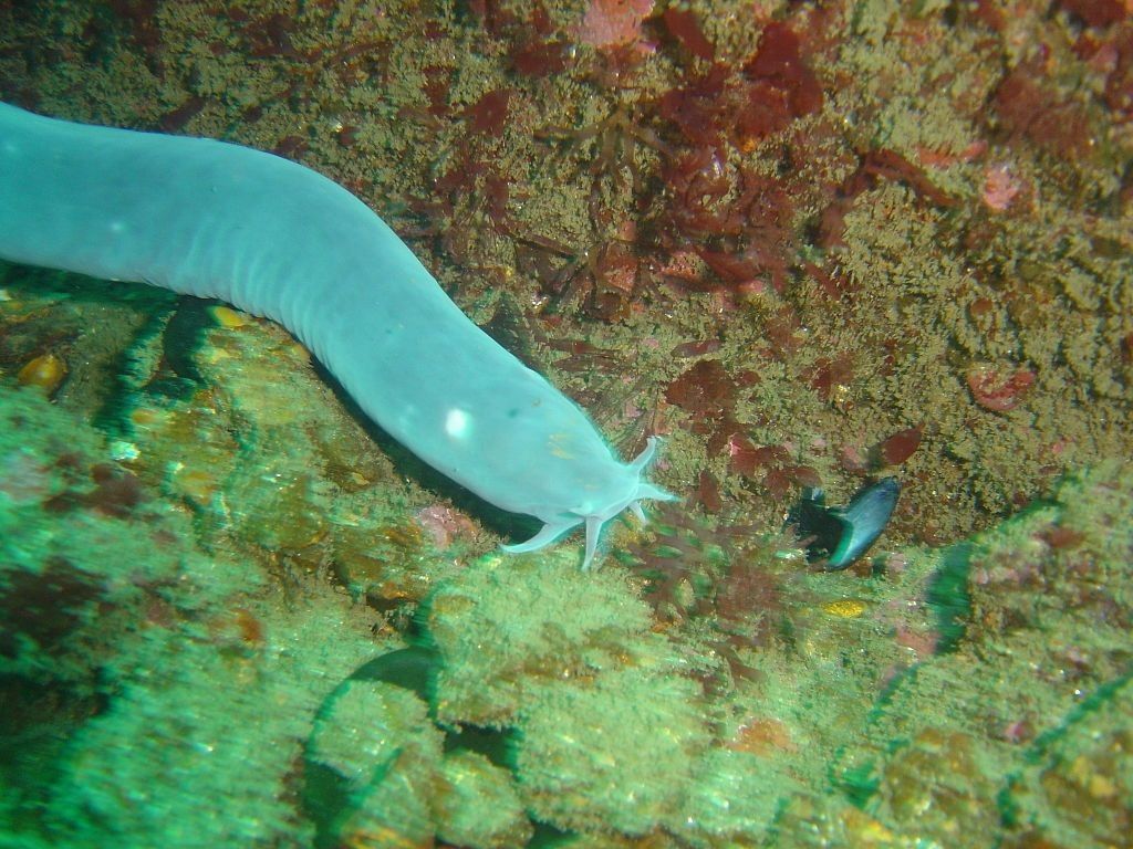 Discover fun facts about the black hagfish that produces slime to protect itself.
