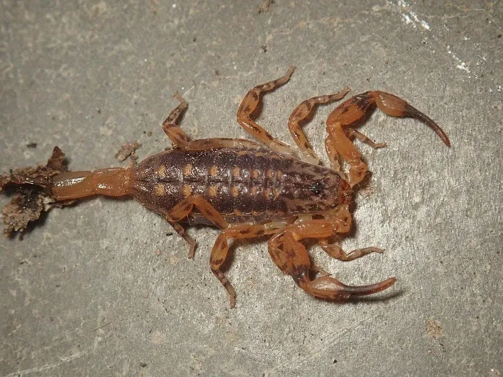 The lesser brown scorpion has a non-deadly sting.