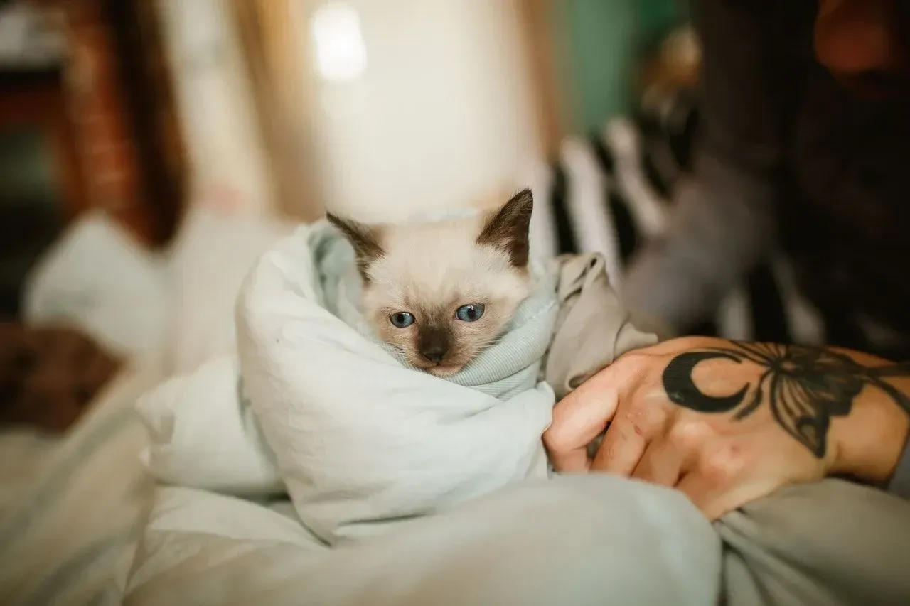 Adorable siamese cat kitten wrapped in a blanket