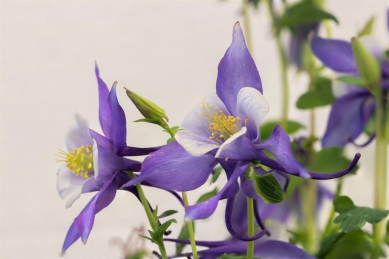 Purple Columbine flowers with stems and leaves