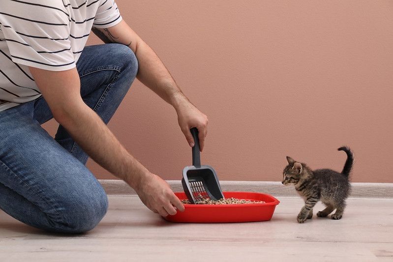 Young man cleaning cat litter tray at home.