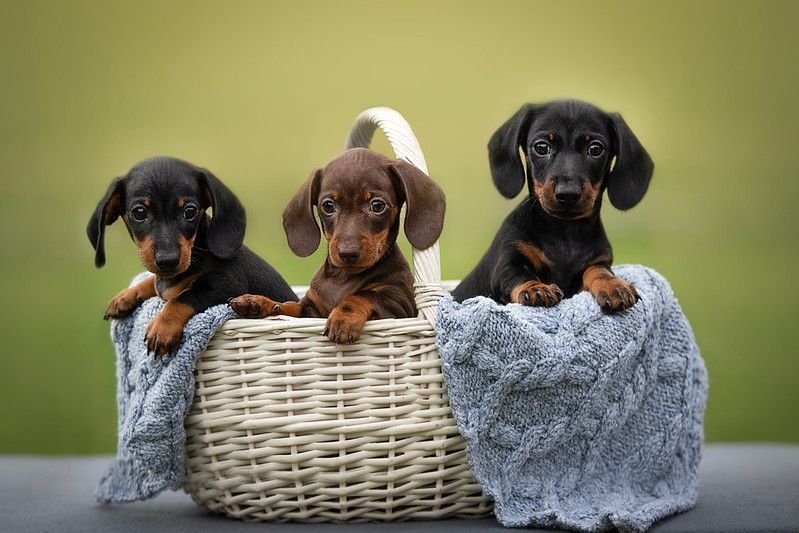 Find all the cute dachshund nicknames in this article.
