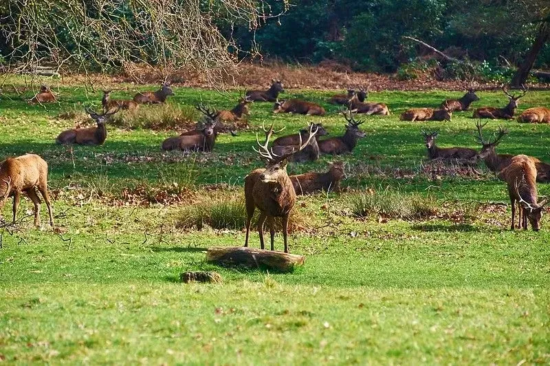 The residents of Richmond Park