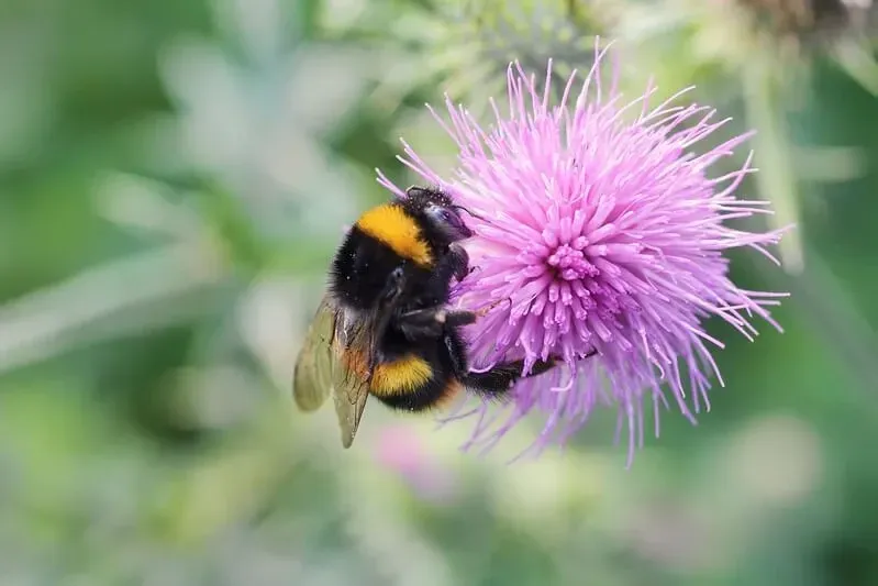 A bee enjoying a flower in the garden.