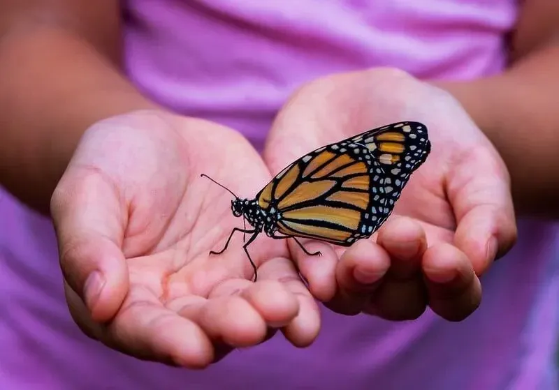 child holding butterfly in garden