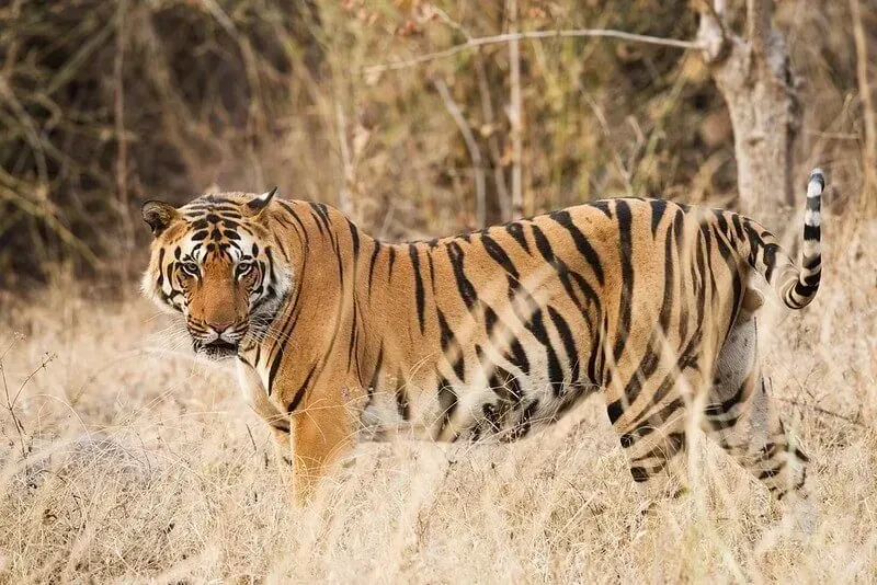 tiger walking in long grass