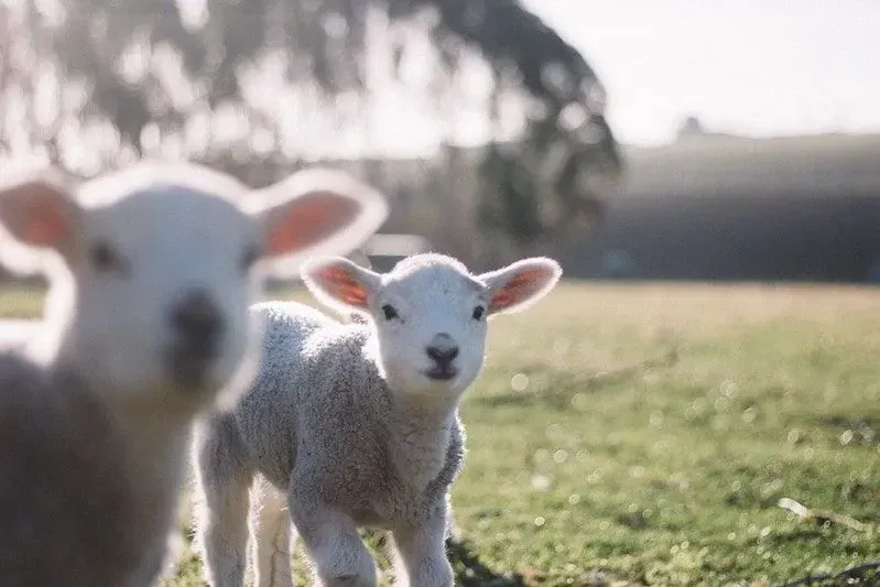 Two lamb in a field on a farm.