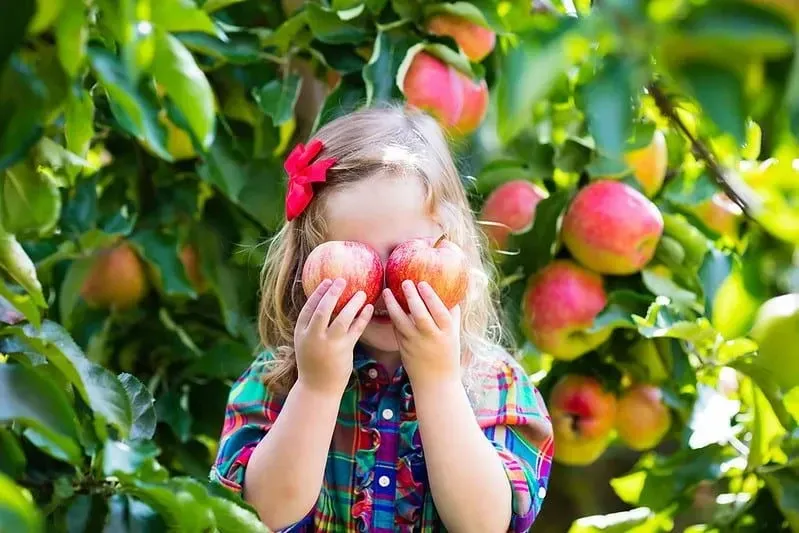 Young girl in an orchard holding apples over her eyes.