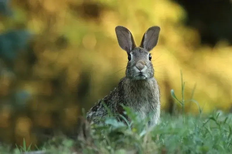 Rabbit sitting on the grass.