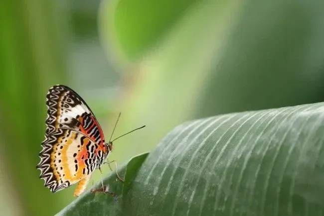 A pretty patterned butterfly on a leaf.