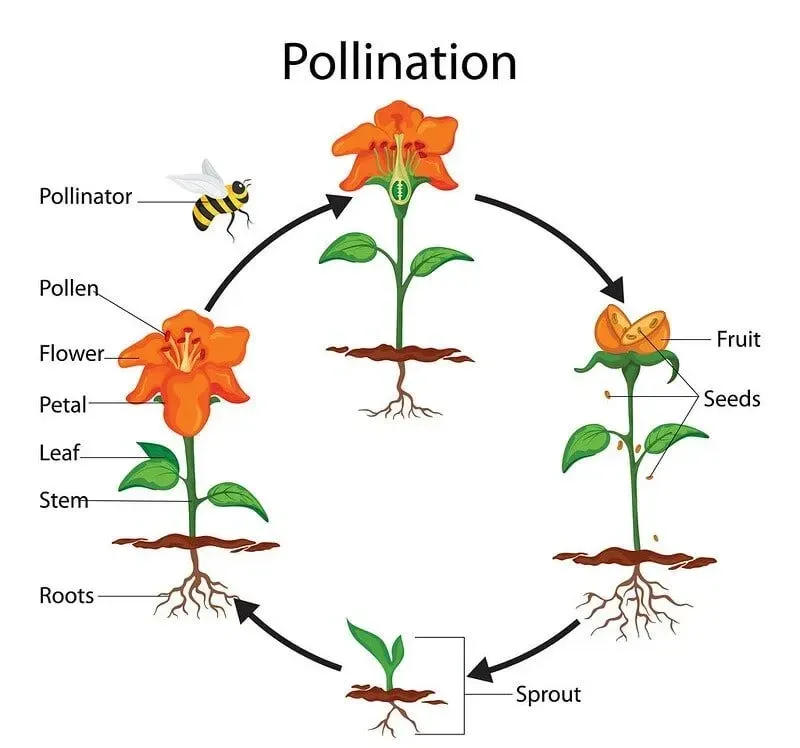 Annotated diagram of the pollination process.
