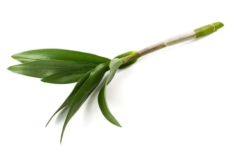 Sepal on an orchid branch.