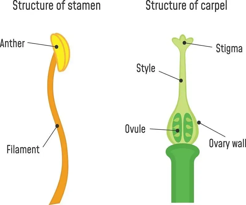Annotated diagram of the stamen and carpel.
