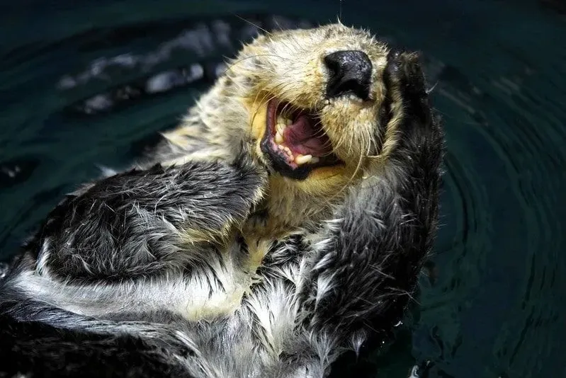 An otter with its head popping out the water laughing.