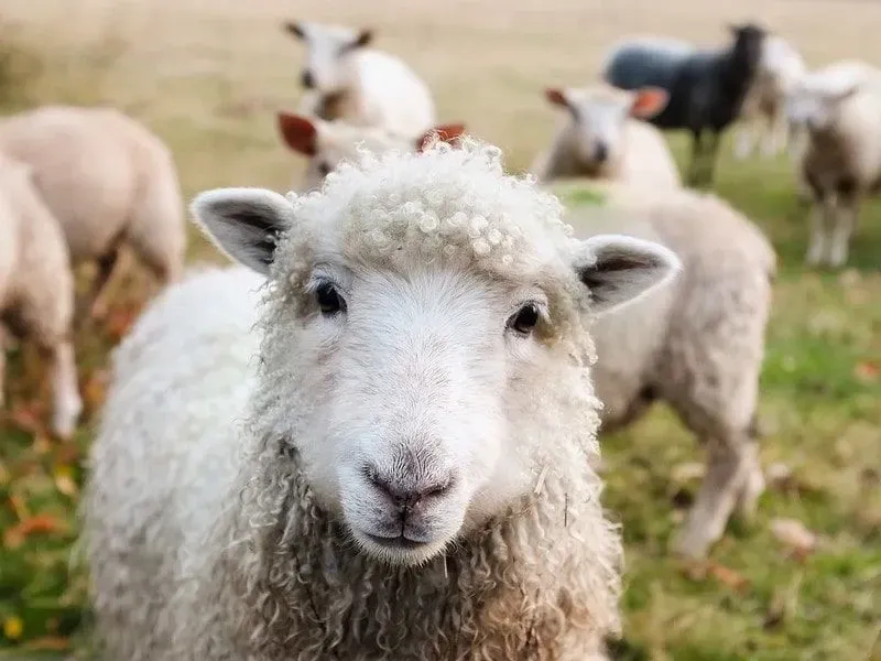Sweet looking sheep with curly fur.