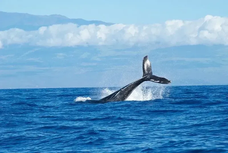 Whale tail splashing the deep blue ocean with mountains in the background.