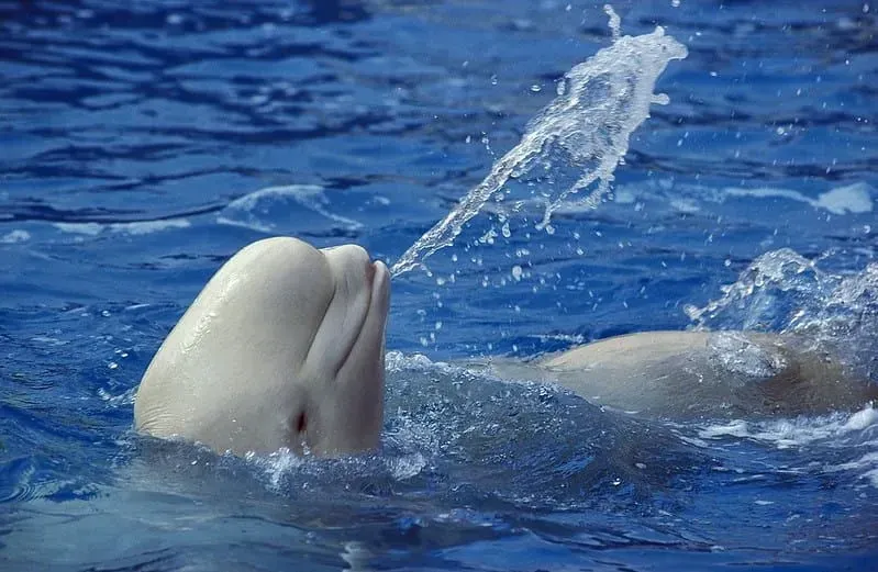Beluga whale floating on its back squirting water out its mouth.