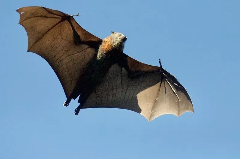 Bat flying in the sky in daylight.