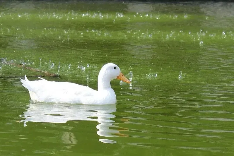 Raindrops pouring down on a pond where a duck is swimming.