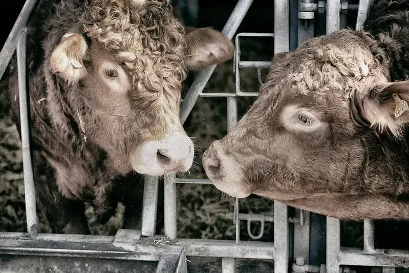 Two brow cows with curly hair at Hasty's Adventure Farm.