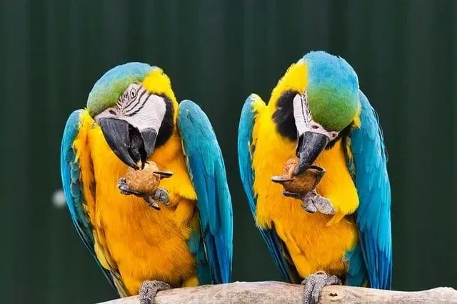 Two yellow and blue parrots perched on a branch cracking a nutshell to get the seeds inside.