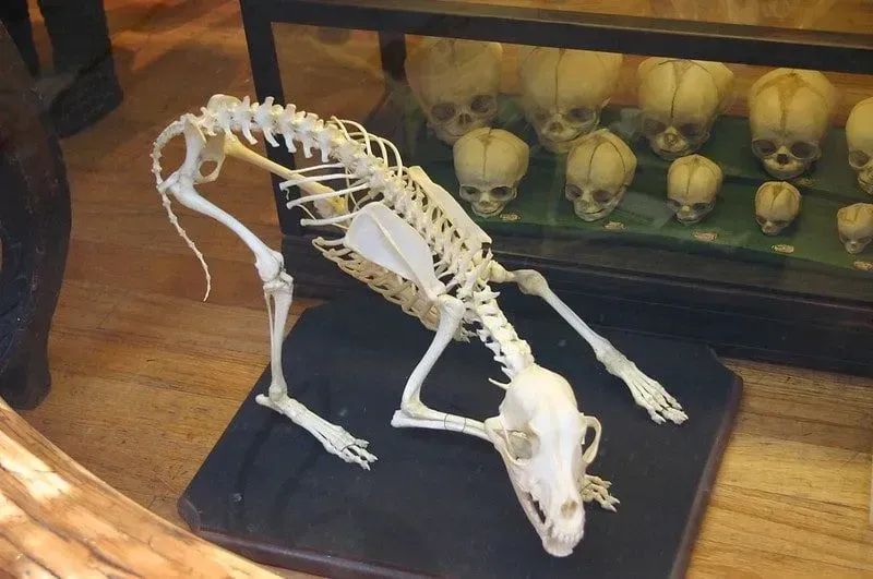 Skeleton of an animal on all fours bending down.