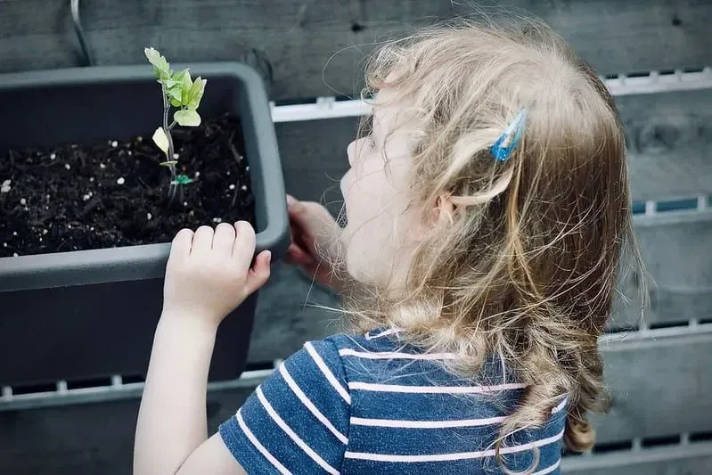 Little girl, wearing a striped top, amazed when looking at a growing plant in a pot.