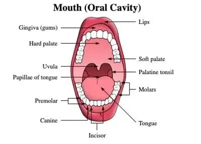 Annotated diagram of the mouth (oral cavity).