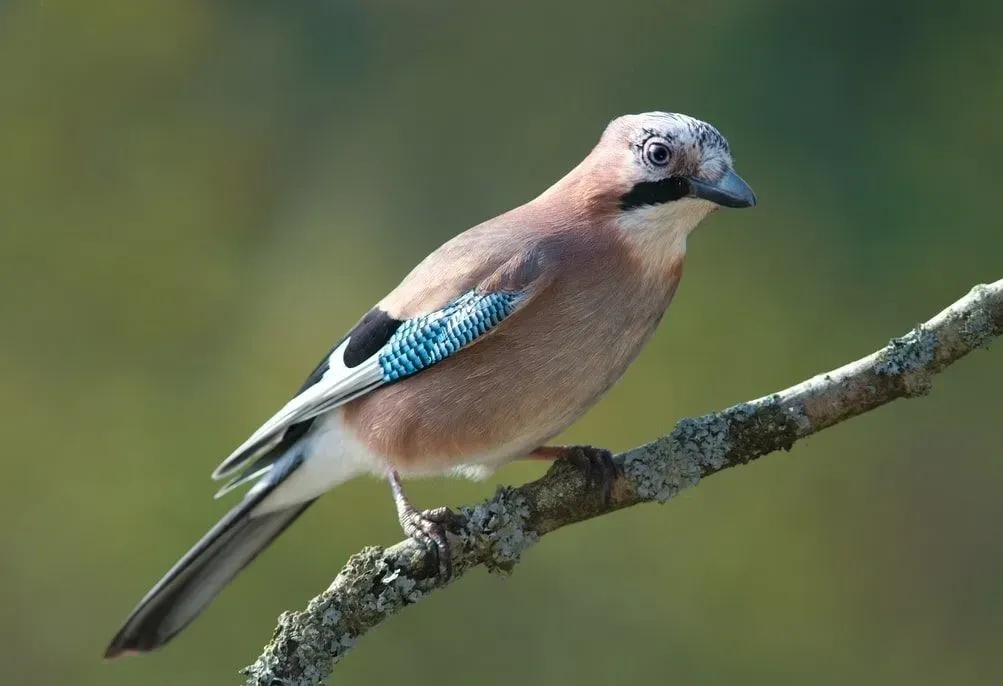 Jay bird perched on a tree branch.