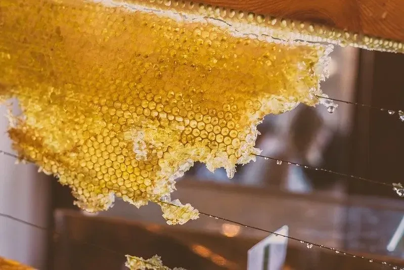 Fresh honey on the honeycomb hanging on a wire.