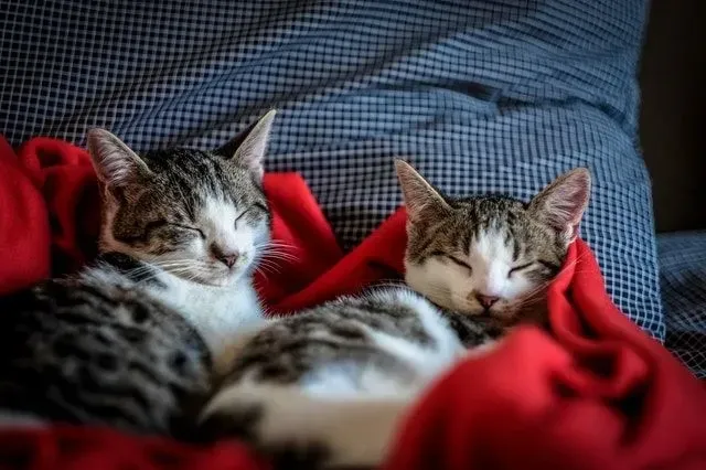 Two grey and white kittens sleeping on bed