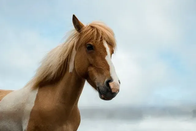 A beautiful white and brown horse looking at the camera