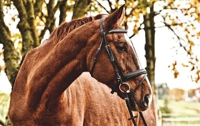 Close up of a brown horse