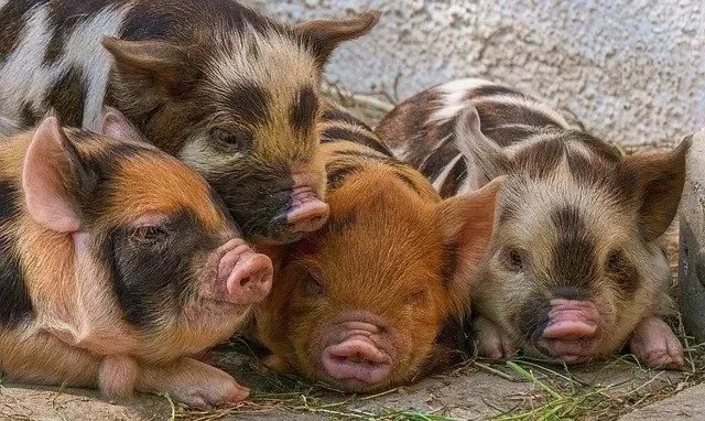 There are many different types of pig breeds.