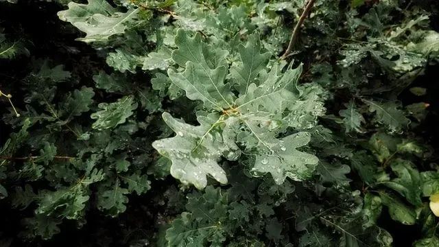 Oak tree leaves have a distinctive wiggly shape.