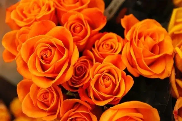 There are over 35,000 different species of roses around the world.