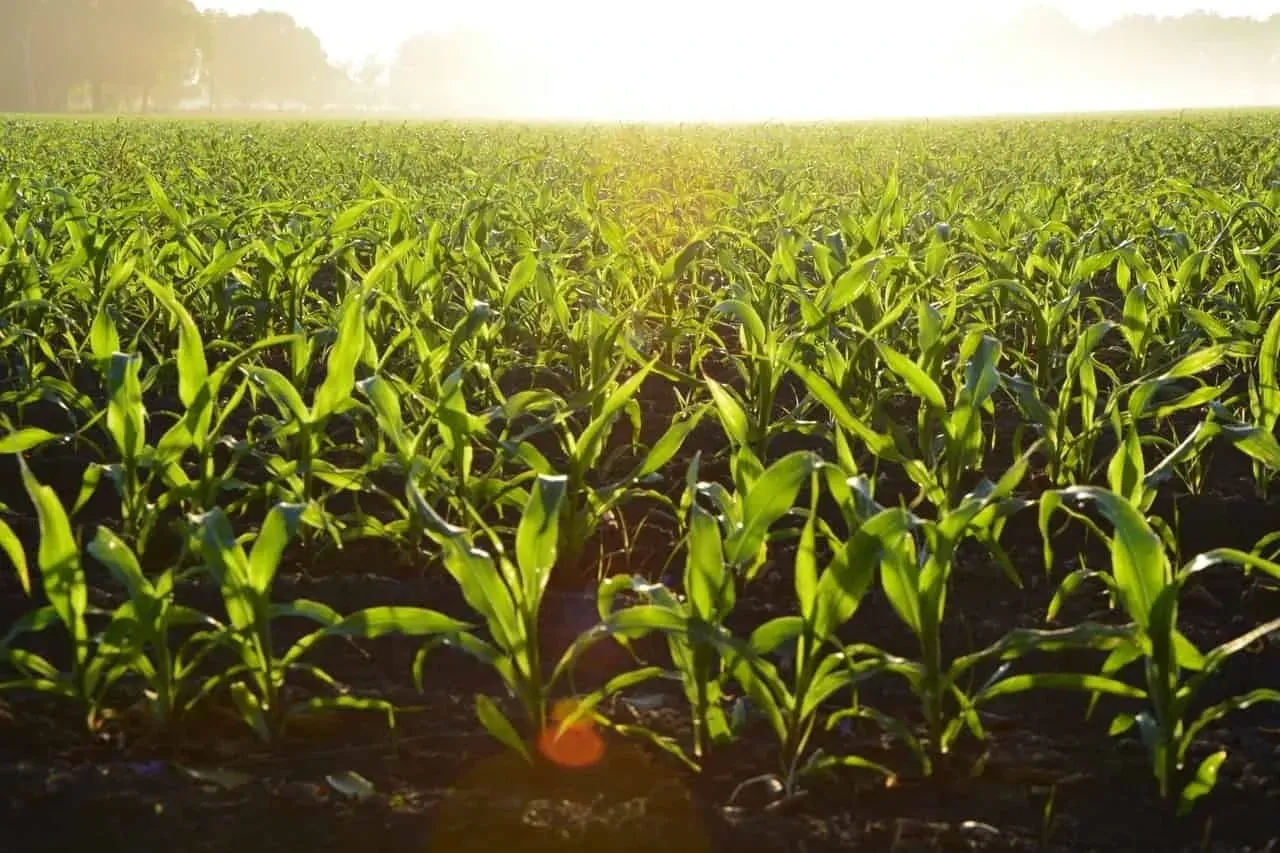 Corn grows in open, flat areas like Iowa.