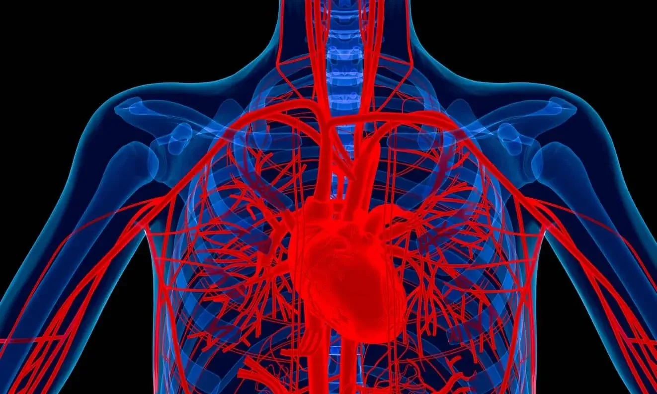 The circulatory system enables blood to travel around the body.