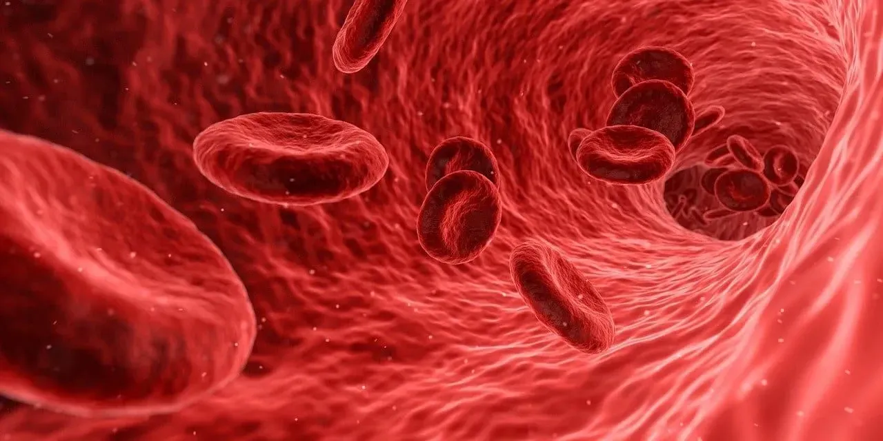 There are both red and white blood cells in our circulatory system.